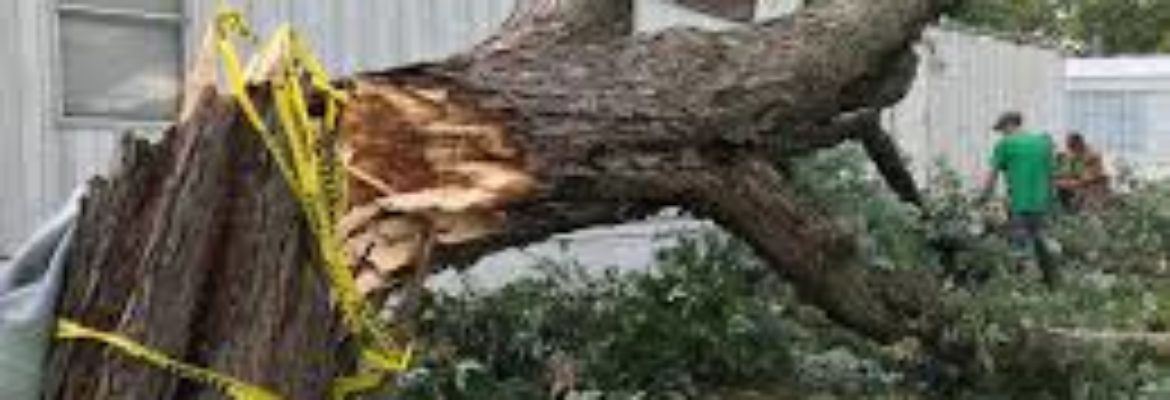 bennett tree service and landscape maintenance